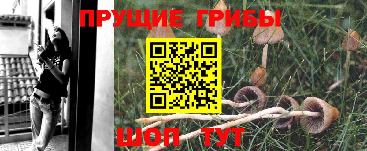Галлюциногенные грибы Psilocybine cubensis Кудымкар